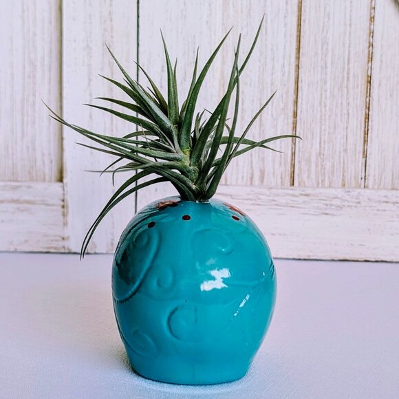 NWT Glazed Teal Ceramic Sugar Skull Air Plant Holder with Air Plant 💀 - Picture 5 of 6